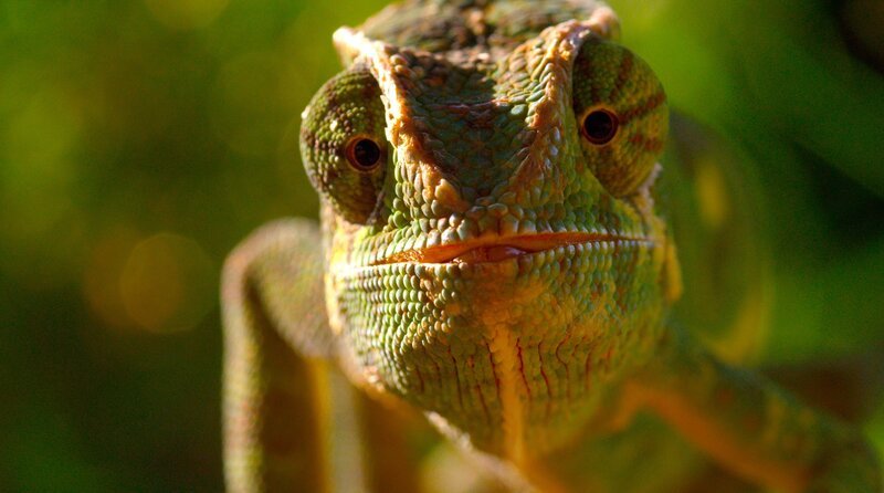 Ein Chamäleon lauert auf Beute. – Bild: WDR/​Terra Mater Studios GmbH+ Waterhole Films/​Deeble & Stone