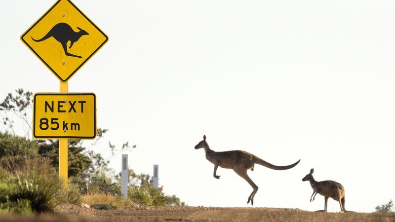 Graue Riesenkängurus. In Australien muß man den Highway mit Kängurus teilen. – Bild: ZDF und Ernst Arendt/​Hans Schweiger