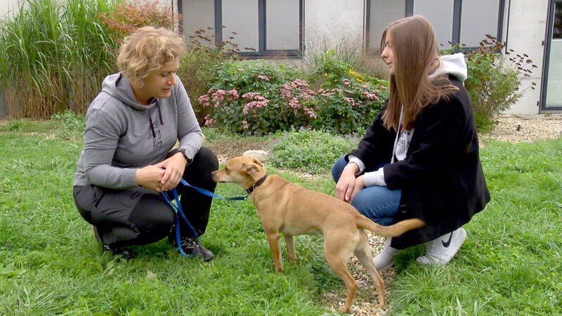 Brigitta Tröstl (links) bei der Tiervermittlung am Dechanthof in Mistelbach – Bild: ORF/​ORF NÖ