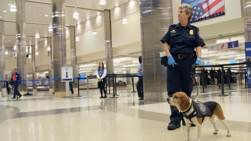 Die Landwirtschaftsspezialistin Withrow und ihr Beagle Little Dude kontrollieren am Flughafen LAX das Gepäck auf verbotene Lebensmittel. (National Geographic/​Lucky 8 TV) – Bild: NGC Network US, LLC