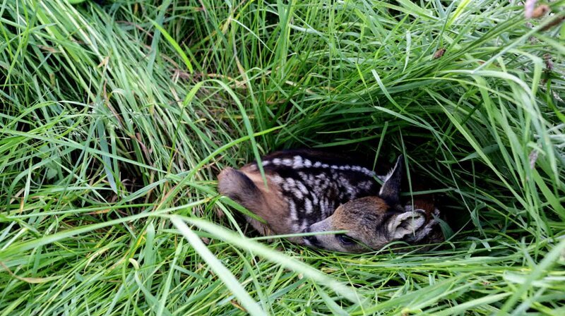 Ein Rehkitz wird gefunden und vor dem Mähen gerettet – Bild: NDR/​WDR/​Melanie Grande