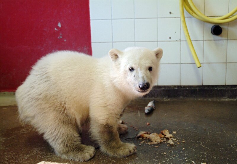 Superstar Knut aus dem Zoo Berlin – Bild: rbb/​Thomas Ernst