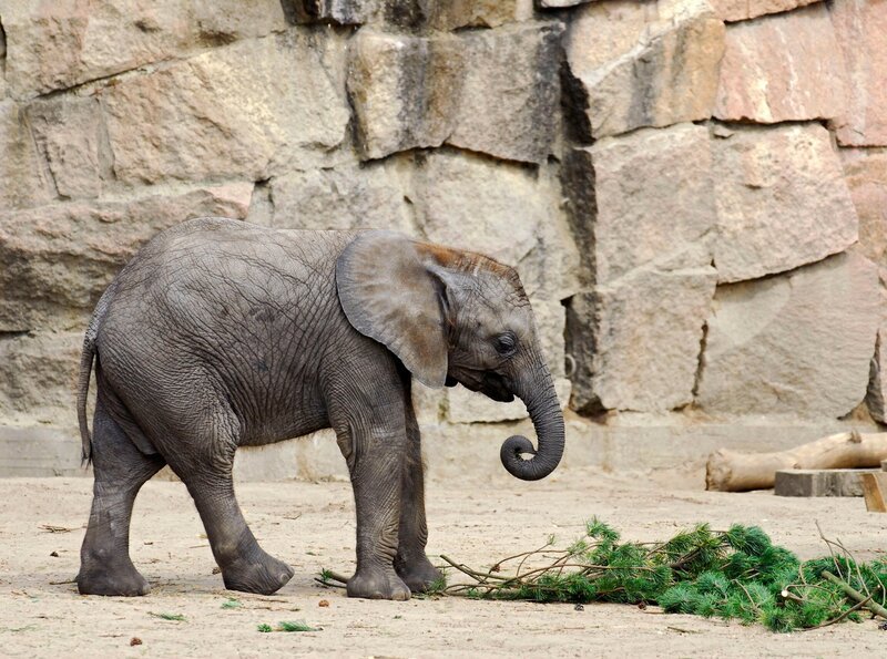 Elefantenkind Kariba. – Bild: rbb