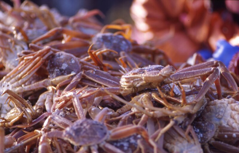 Połów krabów – Bild: DISCOVERY CHANNEL