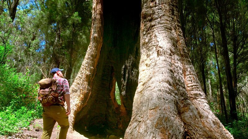 Nate Anderson erforscht, wie die hohlen Bäume der Walpole Wilderness so ein hohes Alter erreichen konnten. Sie wurden vom Buschfeuer und von Pilzbefall in Jahrhunderten ausgehöhlt. – Bild: ZDF und SWR/Peter Moers Nate Anderson erforscht, wie die hohlen Bäume der Walpole Wilderness so ein hohes Alter erreichen konnten. Sie wurden vom Buschfeuer und von Pilzbefall in Jahrhunderten ausgehöhlt. – Bild: ZDF und SWR/Peter Moers