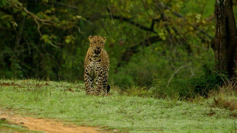 Frank Cuesta visits the ruined city of Chichén Itzá. – Bild: Animal Planet