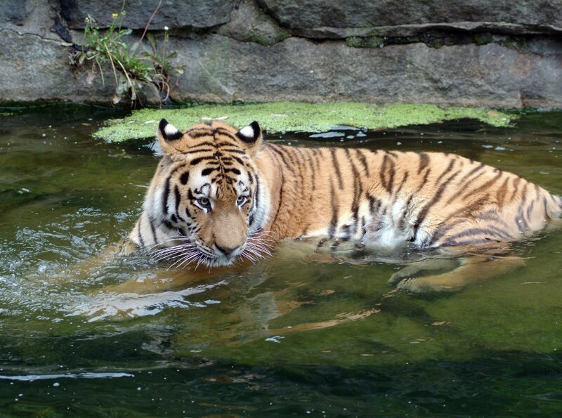 „Panda, Gorilla & Co.“ erzählt in 40 neuen Folgen unterhaltsame „Beziehungsgeschichten“ von Tierpflegern und ihren Schützlingen aus dem Zoo Berlin und dem Tierpark Berlin. Für die neue Staffel der Tier-Doku-Soap drehte der rbb von Frühjahr bis Spätherbst 2007 im artenreichsten Zoo der Welt, mitten in der Berliner City, und in Europas größtem Landschaftstiergarten, dem Tierpark Berlin. Aus Tigerkind Darius ist ein stolzer Kater geworden. Er musste allerdings ohne Vater Shandor erwachsen werden. Wie hat Darius das verkraftet? – Bild: rbb/​Thomas Ernst