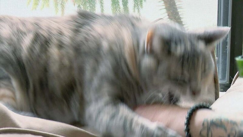 Ducati the cat. – Bild: Animal Planet