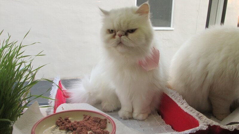 Cat. – Bild: For merchandising, publishing & ancillary products, check talent contract, appearance & property releases.