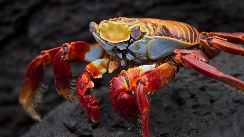 Sally Lightfoot crab on laval rocks, Galapagos. – Bild: Discovery Communications