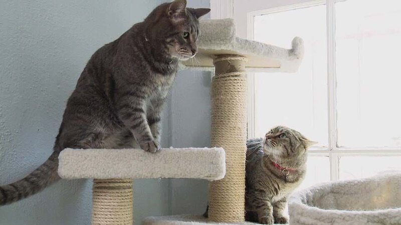 L-R: Pancake and Lobster. – Bild: Animal Planet