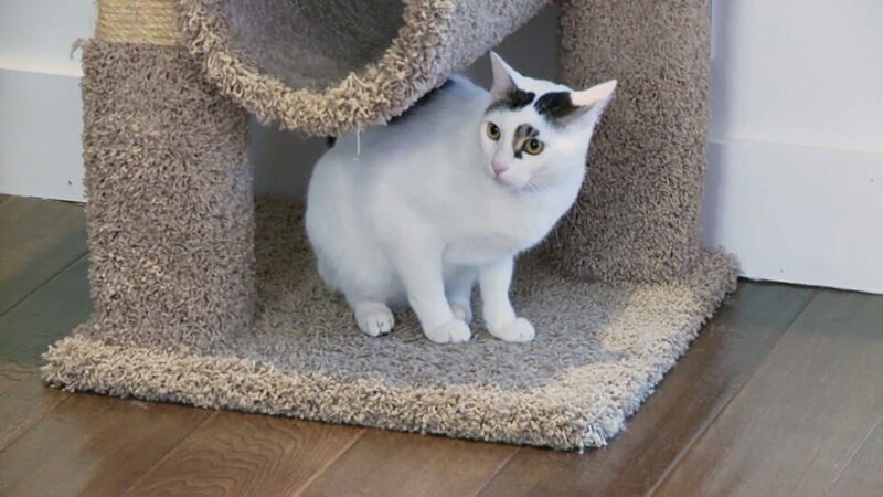 Meatball/​Tamale – Bild: Animal Planet