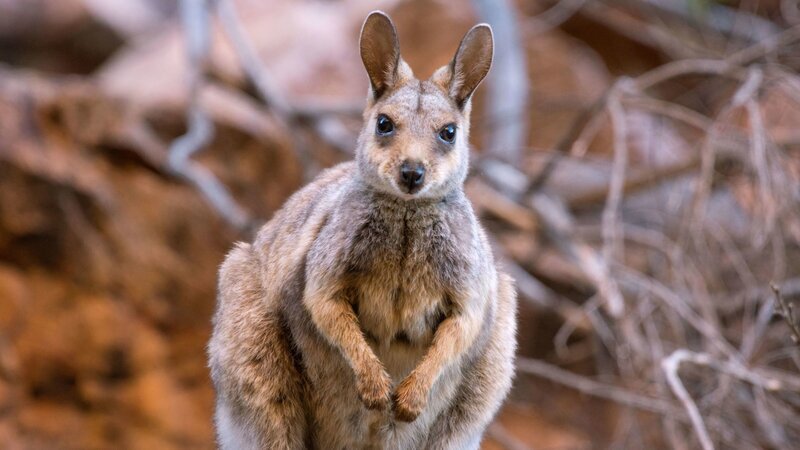 Schwarzfuß-Felsenkängurus. – Bild: ZDF und Ernst Arendt/​Hans Schweiger
