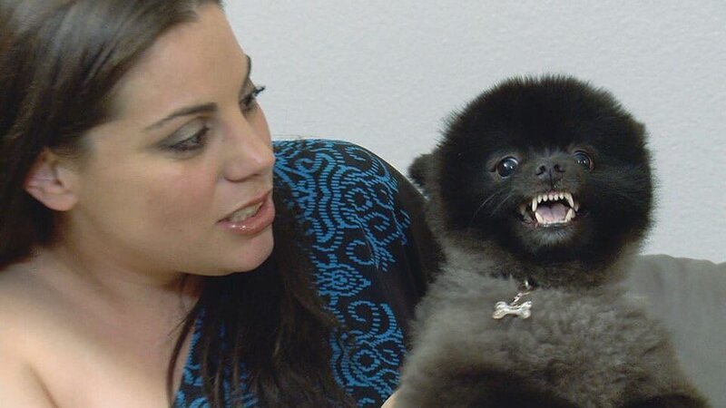 Pomeranian named Dray. – Bild: Animal Planet