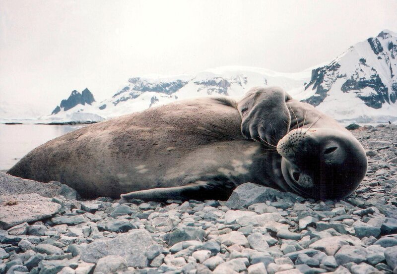 30 Uhr. Eine Krabbenfresser-Robbe: Trotz ihres Names fressen sie eigentlich gar keine Krabben, sondern bevorzugen Krill, eine kleine Garnelenart. – Bild: NDR/​Medienkontor