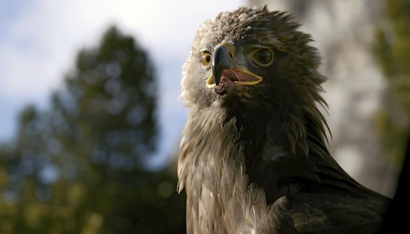 Die Dolomiten bieten viel Nahrung für Beutegreifer, wie diesen Steinadler. Aus der Luft patrouilliert er sein Revier und überrascht seine Beutetiere oftmals mit einer tödlichen Attacke. – Bild: NDR/​NDR/​NDR Naturfilm/​doclights/​Kurt Mayer Film