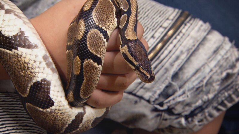 Schlange – Bild: Warner Bros. Discovery