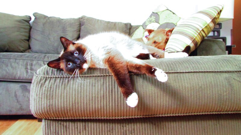 Lily the cat laying on the couch. – Bild: Animal Planet
