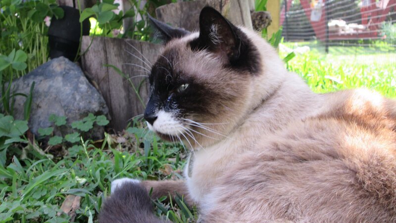 A cat outside in the house. – Bild: Animal Planet /​  Photobank