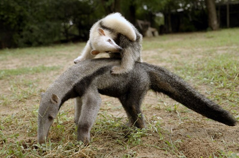 Ein Südlicher Tamandua (oben) und ein Großer Ameisenbär (Yurumi, unten) – beide streng geschützt und nur selten gemeinsam zu beobachten. – Bild: ZDF /​ Ilona Grundmann Filmproduction