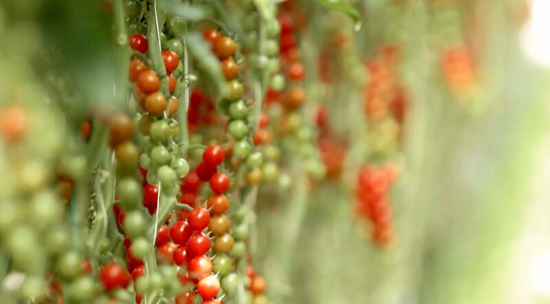 Gemüseanbau im Seewinkel; Paradeiser. – Bild: ORF/​Pop Up TV