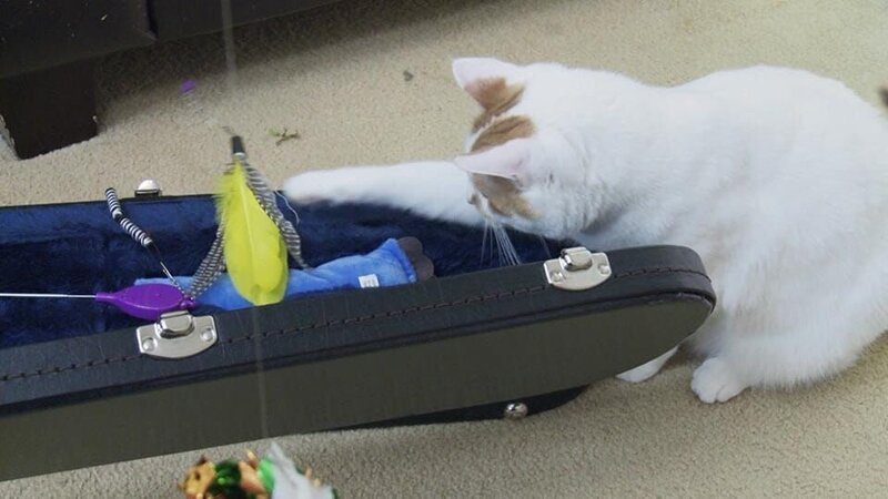 Jimmy the cat inside the home. – Bild: Animal Planet