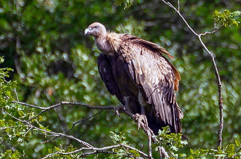 Rund um die Gipfel der Pyrenäen kreisen stets Gänsegeier am Himmel, die in der Region zu Hause sind. Auch dieses Exemplar ist ein Beispiel für das vielfältige Ökosystem dieses Gebirges. – Bild: Elephant Doc