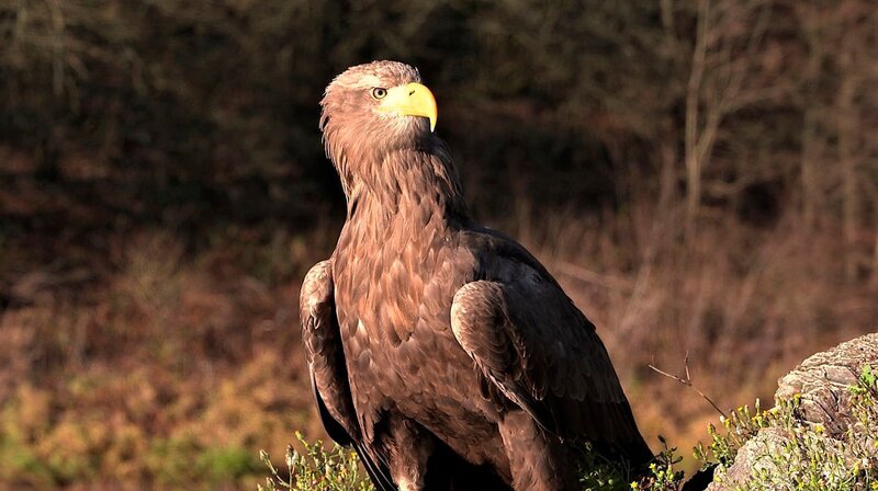 Kein anderes Bundesland hat so viele Stauseen zu bieten wie Nordrheinwestfalen – insgesamt 66. Zwei Dutzend davon bereichern heute die waldigen Hügel des Sieger- und Sauerlandes. Eine Attraktion nicht nur für Angler und Erholungssuchende. – An der Möhnetalsperre kann man Seeadler beobachten. – Bild: WDR/​Rolf J. Möltgen