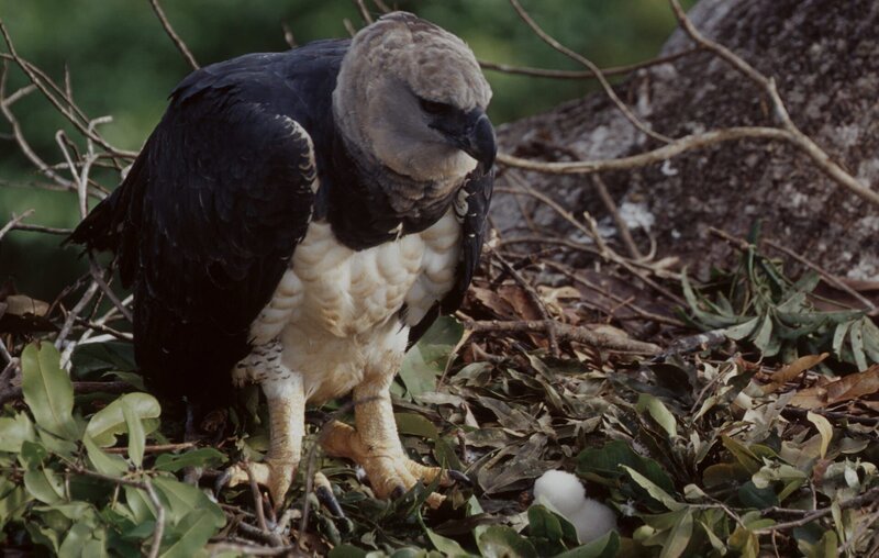 Eine Harpyie beschützt ihr Junges im Nest. – Bild: ZDF/​R. Bergomaz