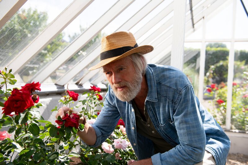 Leo (Siemen Rühaak) entdeckt, dass die Rosen der Nordquists eine rätselhafte Krankheit haben und eingehen. Der erfahrene Gärtner weiß nicht weiter. – Bild: ZDF und Ralf Wilschewski