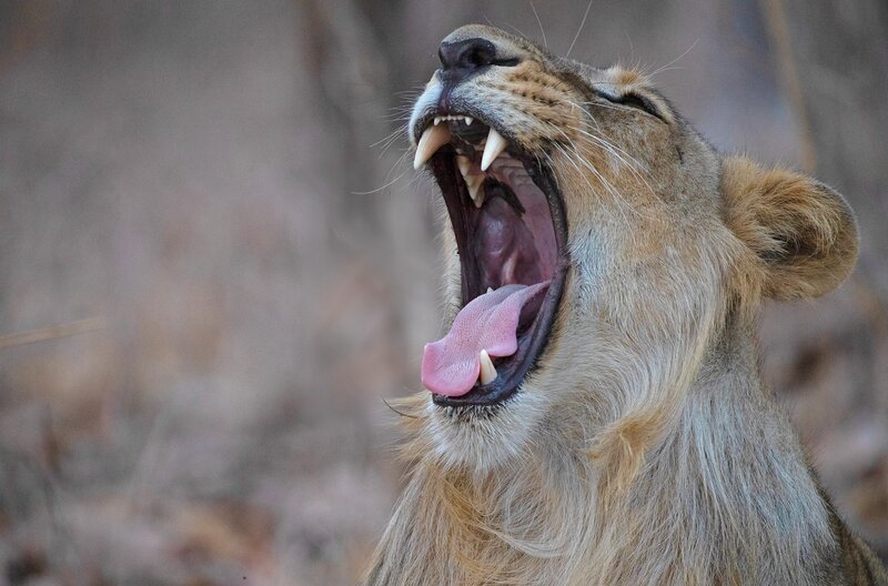 Ein subadulter asiatischer Löwe gähnt in der Nachmittagshitze (Aishwarya Sridhar) – Bild: Aishwarya Sridhar