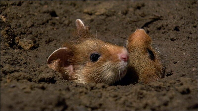 Kleine Hamster erblicken das Licht der Welt. – Bild: WDR/​Die Sendung mit dem Elefanten