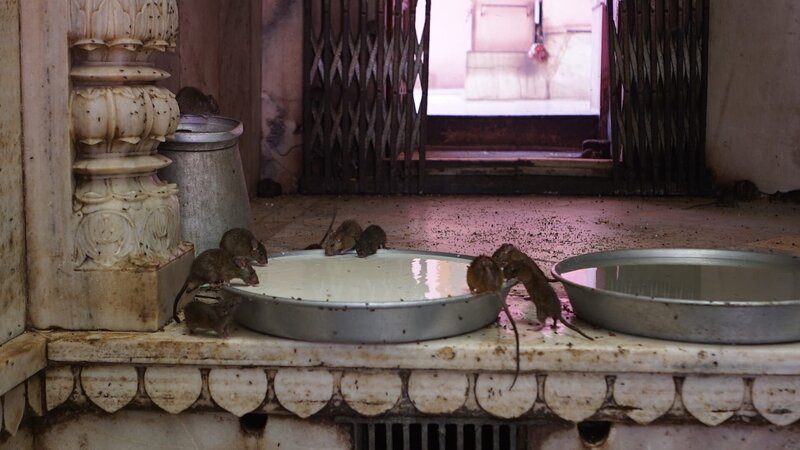 The rats are fed and taken care of like the gods they are at the Karni Mata Temple in India, as seen on Travel Channel’s Legendary Locations. – Bild: The Travel Channel, LLC.