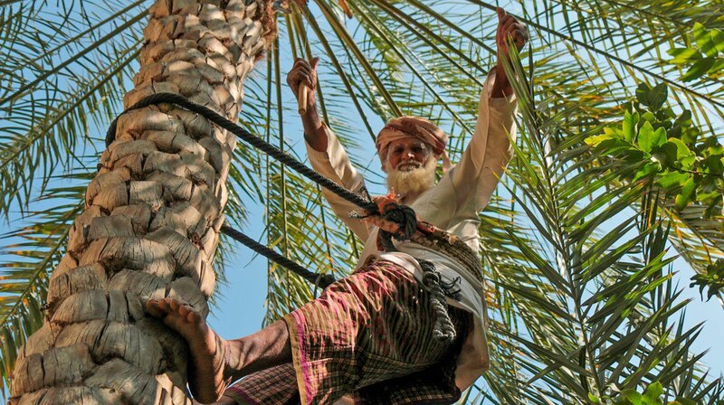 Omanischer Bauer klettert in eine Dattelpalme. – Bild: phoenix/​ZDF/​Roland Gockel