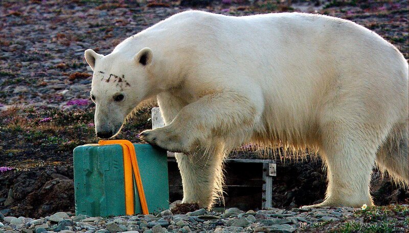 ARD/​NDR ERLEBNIS ERDE: WILDES SKANDINAVIEN, FOLGE 3, „Das Abenteuer“. Als wüsste er genau, wie man Kühlboxen öffnet: Nahezu routiniert geht ein Eisbär im Nordwesten Grönlands vor, um an den Inhalt der Vorratskiste zu kommen. – Bild: NDR/​Uwe Anders