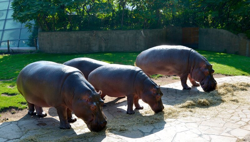 Bei den Flusspferden im Zoo Berlin gibt es heute draußen Futter, denn das Flusspferdhaus bekommt einen neuen Boden. – Bild: rbb/​Thomas Ernst