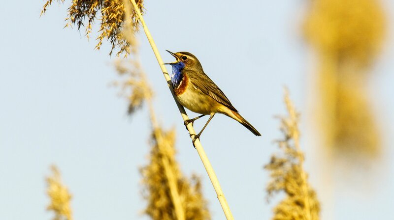 Männliche Blaukehlchen singen im Frühjahr im Schilf, um Weibchen anzulocken. Lange Zeit waren sie in Mitteleuropa vom Aussterben bedroht. Jedes Jahr brüten dutzende Paare in den Rieselfeldern. – Bild: WDR/​Light & Shadow GmbH