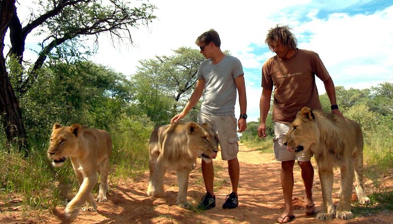 Der Lion Walk, eine der schönsten – aber auch gefährlichsten – Aufgaben auf Harnas. – Bild: rbb/​SWR