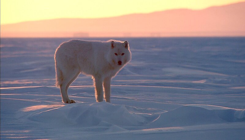 Polarwölfe leben ausschließlich in der Arktis – sie unterscheiden sich von anderen Wölfen durch die helle Farbe und das besonders weiche, dichte Fell. – Bild: NDR/​Uwe Anders