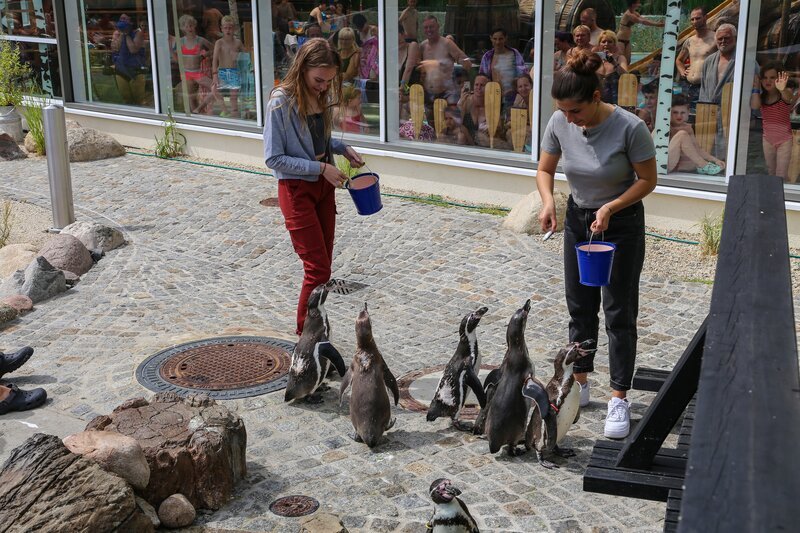 Was fressen Pinguine? Alexa (l.) und Feli (r.) versuchen es mit Fisch, beobachtet von Besuchern des Zoos. – Bild: e+u TV /​ ZDF und e+u TV