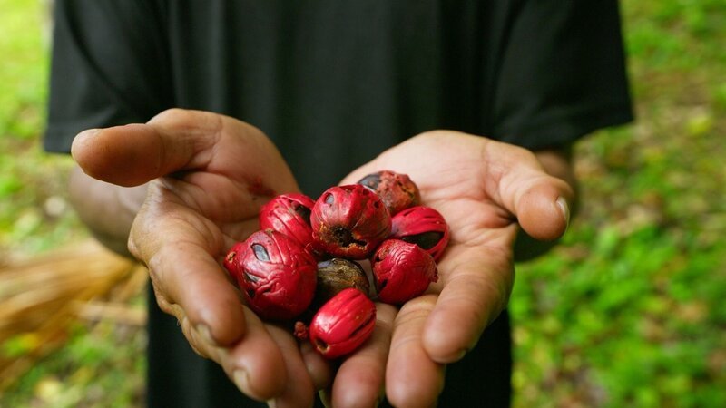 Reife Muskatnüsse in der roten Macis. – Bild: Peter Moers