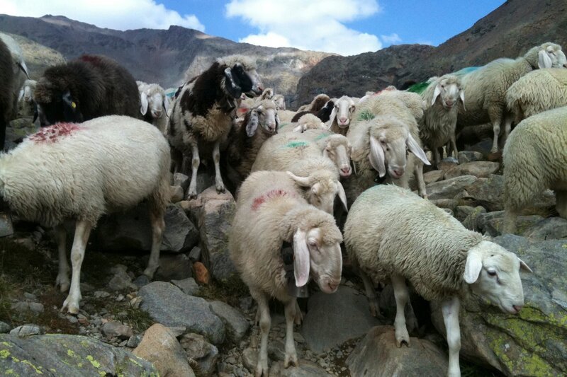 Schafe. Sie sind die vielleicht am meisten unterschätzten Tiere der Welt. – Bild: Johannes Straub