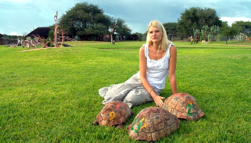 DAS WAISENHAUS FÜR WILDE TIERE FOLGE 3, „Abenteuer Afrika“, SWR Dokuserie mit 40 Folgen, deren Schauplatz die Tierrettungsstation „Harnas“ am Rand der afrikanischen Kalahari-Wüste ist. Ungefähr 100 Schildkröten leben auf Harnas, ordentlich mit Nummern versehen und teilweise auch kreativ bemalt. – Bild: SWR