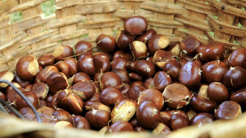 Die Edelkastanien der Familie Bozzolo – Bild: FLORIANFILM