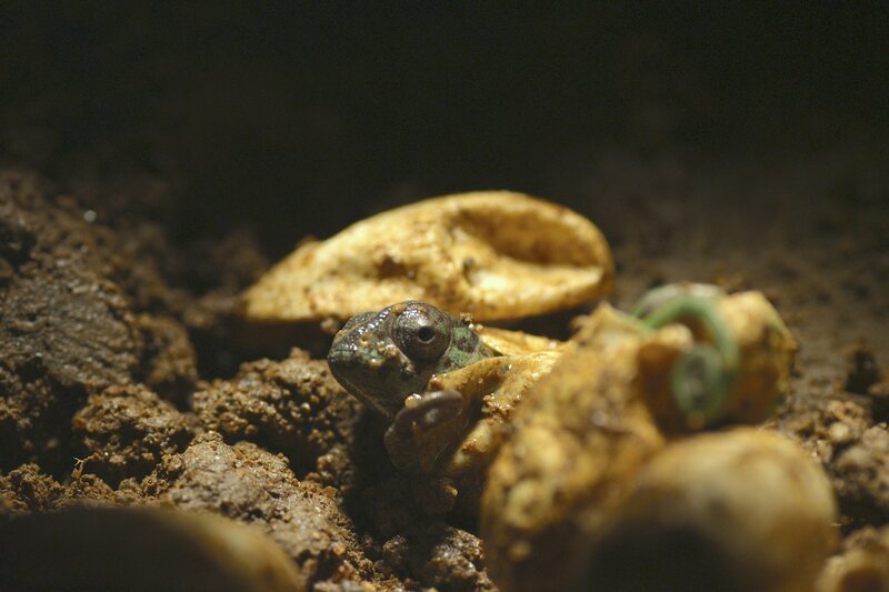 Ein Baby-Chamäleon stillt seinen Durst mit einem Tautropfen. – Bild: Terra Mater Studios GmbH /​ Waterhole Films /​ Deeble & Stone