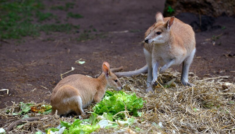 Tierpark Berlin: Flink Wallaby Monti ist acht Monate alt. – Bild: rbb/​Thomas Ernst
