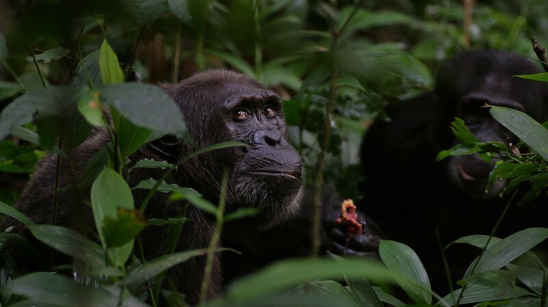  – Bild: Discovery Communications