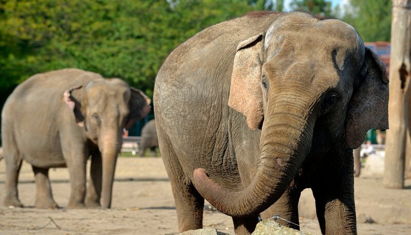 Bei den Dickhäutern im Tierpark Berlin ist heute Waschtag. – Bild: rbb/​Thomas Ernst