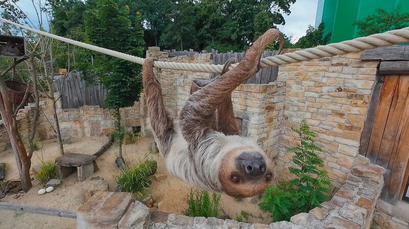 Faultiermann Artus muss heute auf die Waage. Das Leichtgewicht ist zierlicher als seine gut gebaute Partnerin Aymara. Artus bekommt seit ein paar Wochen energiereichere Kost: Ziel ist eine gesunde Gewichtszunahme, damit er fit bleibt. Pfleger Yule muss bei den Faultieren viel Geduld und Feinfühligkeit mitbringen, denn die beiden bewegen sich beinahe in Zeitlupe. – Bild: NDR