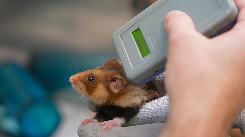 Im Zuchtprogramm des Erlebniszoos sind 16 Feldhamsterjungtiere zur Welt gekommen – ein Erfolg für die stark bedrohte Art. Das Team der Zooklinik nimmt die Jungtiere erstmals in Augenschein: Geschlechtsbestimmung, Wiegen, Transponder setzen. Die Kleinen sollen später ausgewildert werden – vorausgesetzt, passende, hamsterfreundlich bewirtschaftete Flächen stehen zur Verfügung. Das Projekt zeigt, wie Zoos aktiv zur Arterhaltung beitragen. – Bild: NDR
